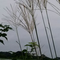 人形のまち岩槻　小木人形　　　秋の七草の一つ　薄　　　　秋の気配　薄