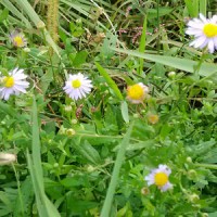 人形のまち岩槻　工業団地近郊　野菊