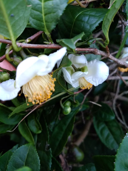 お茶の木の花