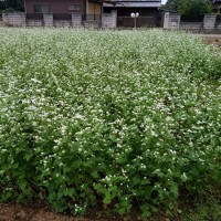 秋の季語　蕎麦の花