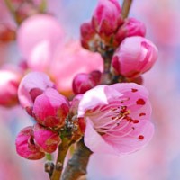 ひな祭り　桃の節句　桃の花