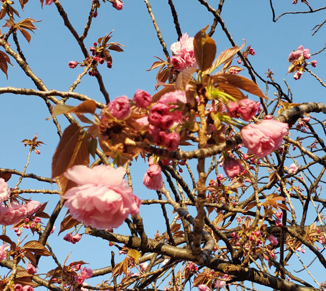 八重桜　工業団地内公園