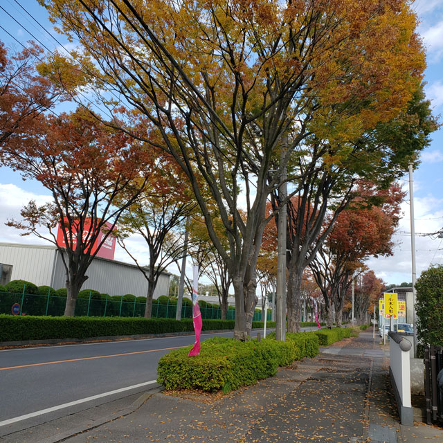 小木人形店舗前の風景　欅