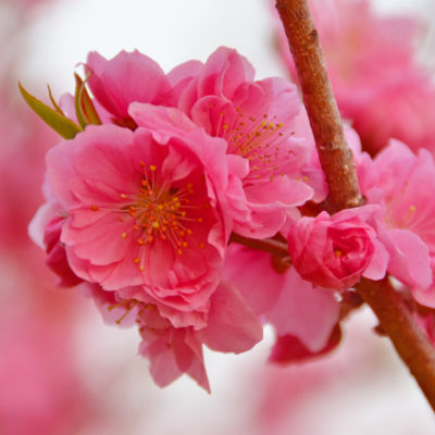 桃の花　ひな祭りには飾りましょう