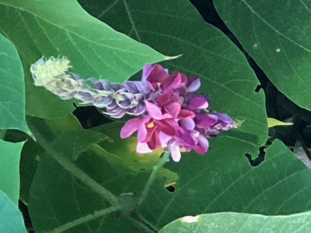 秋の七草　葛の花