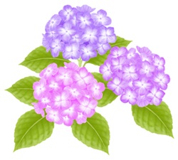 初夏の花　紫陽花