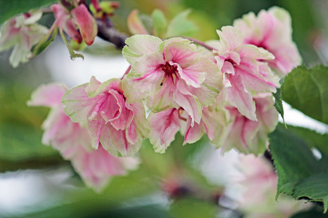 桜の風景