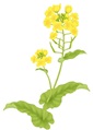 四季の花　春　菜の花