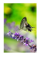 雛人形の文様 蝶 成虫