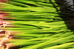 五月人形・端午の節句 菖蒲