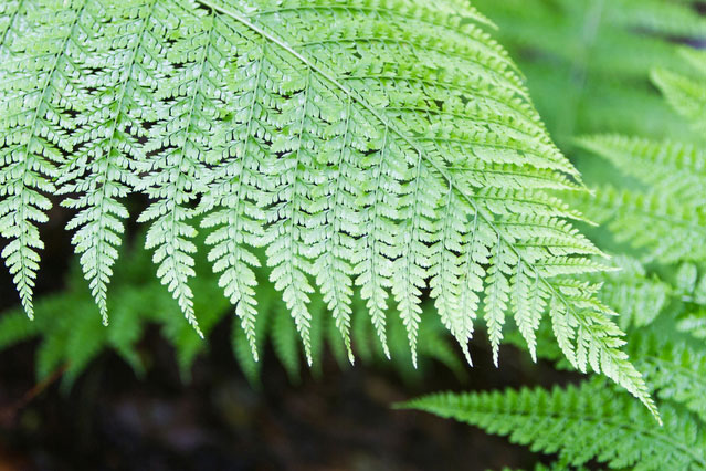 歯朶　徳川家康公ゆかりの植物