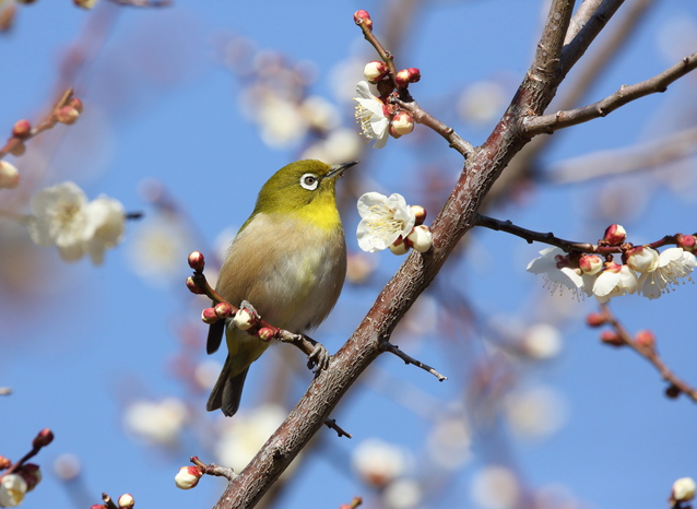 先駆けの百花王の梅にメジロ