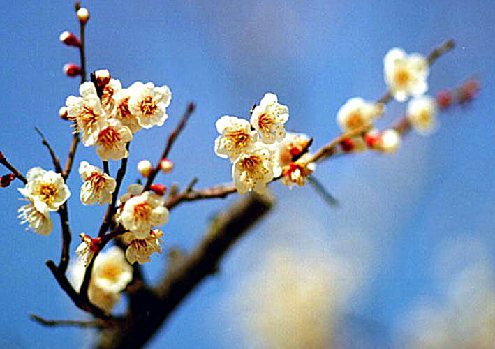 梅　春の先駆け　百花王