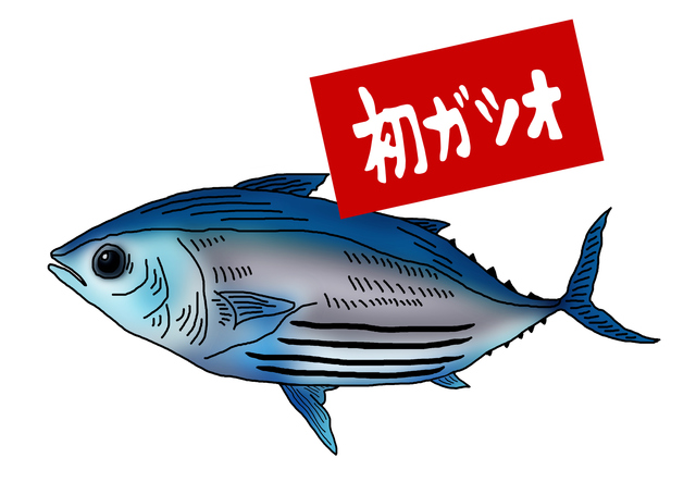 端午の節句　初鰹　お子様行事の料理