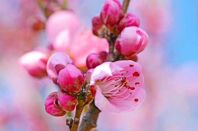 桃の節句　ひな祭りには欠かせません桃の花