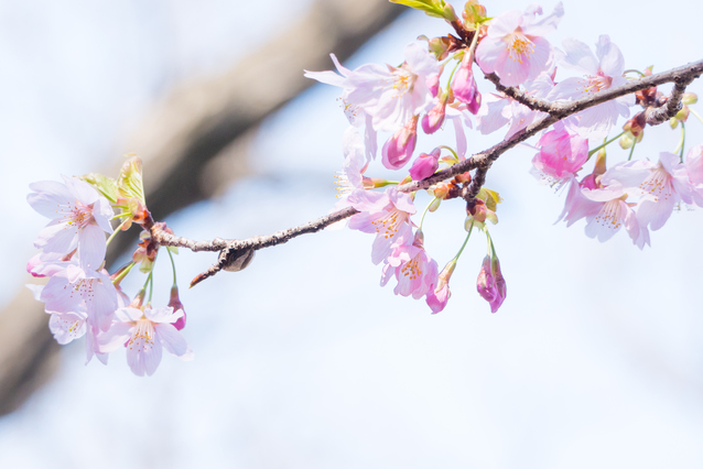 桜イメージ