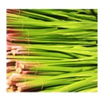 五月人形・端午の節句　菖蒲