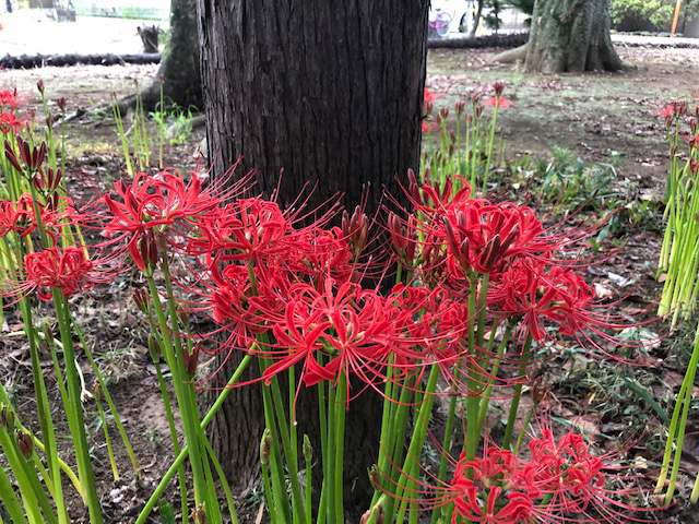 彼岸花　曼珠沙華