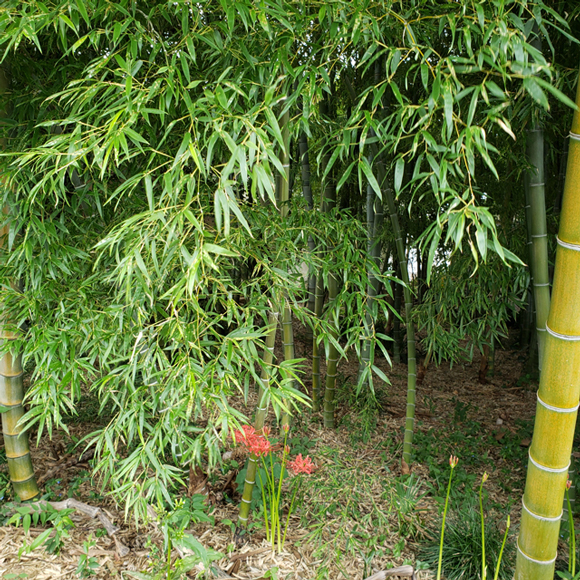 竹の春　青々とした葉の竹　曼珠沙華　