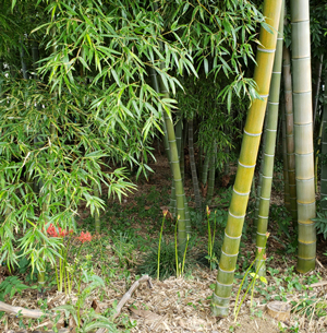 秋の風景　竹の春　曼珠沙華の花