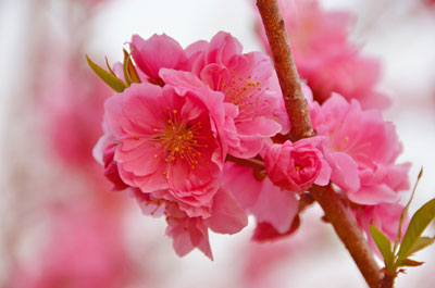 雛人形・ひな祭り　桃の花