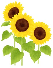 夏の花　ひまわり